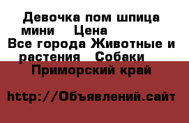 Девочка пом шпица мини  › Цена ­ 30 000 - Все города Животные и растения » Собаки   . Приморский край